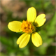 Bidens bipinnata