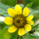 Bidens cernua