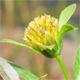 Bidens connata