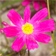 Bidens formosa
