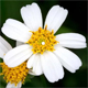 Bidens pilosa