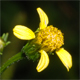 Bidens subalternans