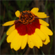 Bidens tinctoria
