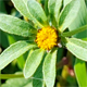 Bidens tripartita