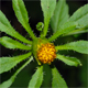 Bidens vulgata