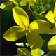 Biscutella cichoriifolia