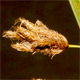 Bolboschoenus glaucus
