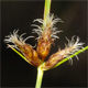 Bolboschoenus planiculmis