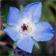 Borago officinalis