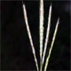 Bothriochloa ischaemon