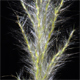 Bothriochloa saccharoides