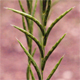Brachypodium rupestre