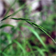 Brachypodium sylvaticum