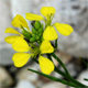 Brassica napus