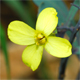 Brassica oleracea