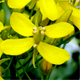Brassica rapa