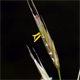 Bromopsis erecta e.