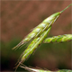 Bromus arvensis