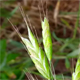 Bromus commutatus