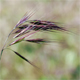 Anisantha diandra