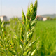 Bromus hordeaceus h.