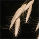 Bromus japonicus