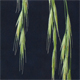 Anisantha sterilis