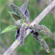 Broussonetia papyrifera