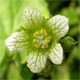 Bryonia dioica