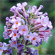 Buddleja davidii