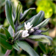 Buglossoides arvensis