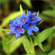 Aegonychon purpurocaeruleum