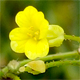 Bunias erucago
