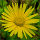 Buphthalmum salicifolium