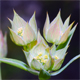 Bupleurum baldense