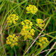 Bupleurum petraeum