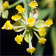 Bupleurum ranunculoides
