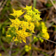 Bupleurum veronense
