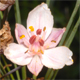 Butomus umbellatus
