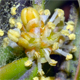 Buxus sempervirens