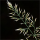 Calamagrostis arundinacea