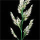 Calamagrostis epigeios