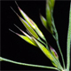 Calamagrostis varia