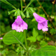 Clinopodium grandiflorum
