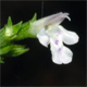 Clinopodium menthifolium s.l.