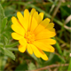 Calendula arvensis