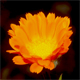 Calendula officinalis
