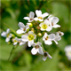 Calepina irregularis
