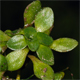 Callitriche cophocarpa