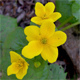 Caltha palustris